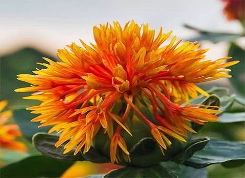‌ قیمت خرید گیاه گلرنگ زرد + فروش ویژه